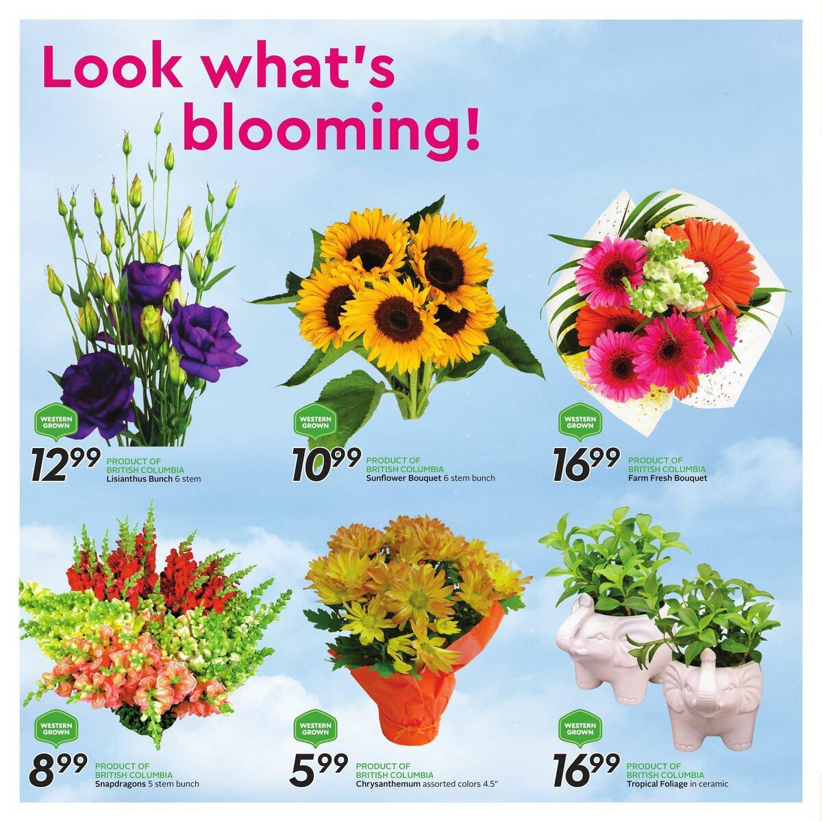 Safeway Flyer from August 18