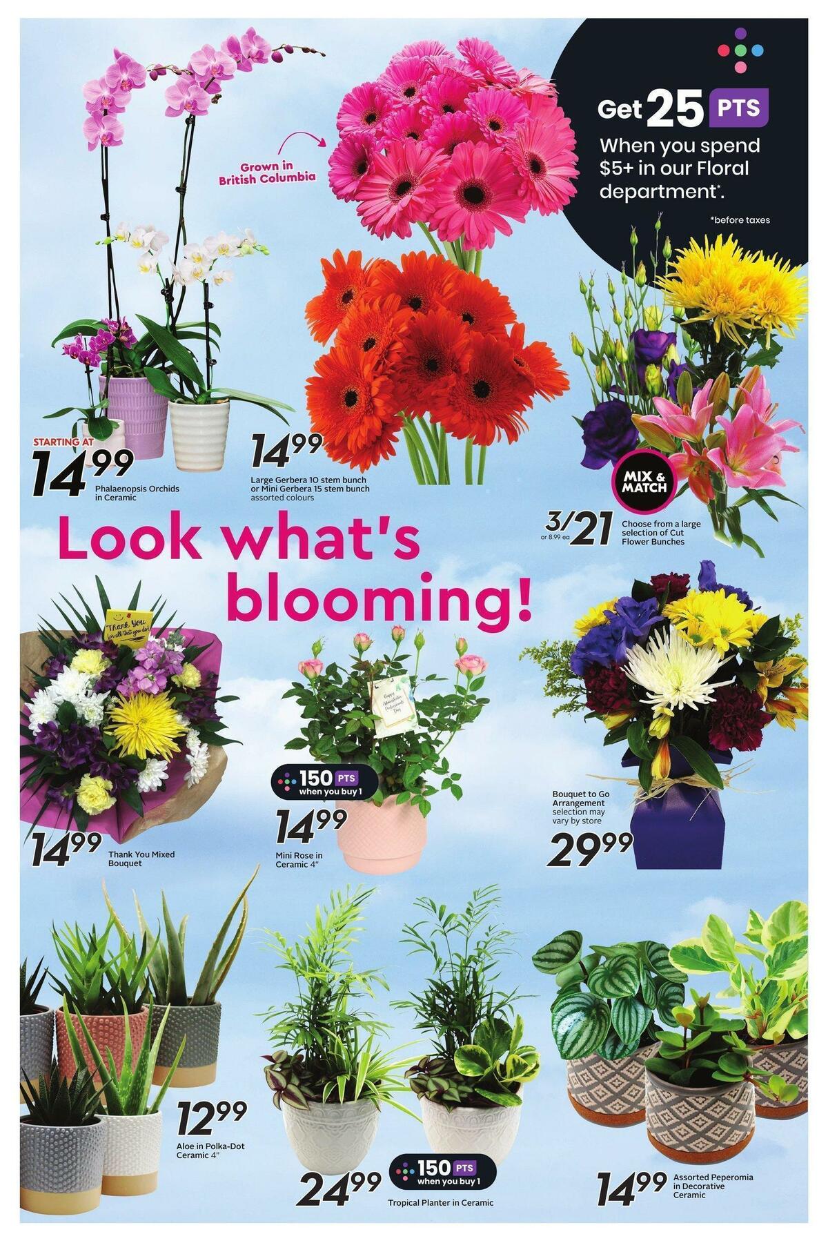 Safeway Flyer from April 20